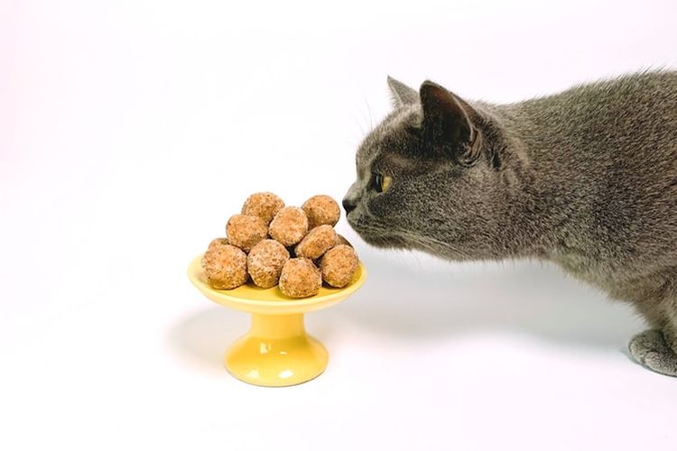 Makanan yang Harus Dihindari Untuk Kucing Peliharaan Anda