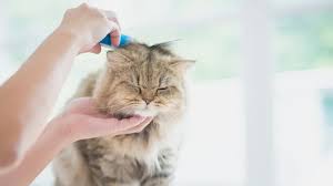 Cara Merawat Kucing dengan Baik Supaya Tidak Berjamur